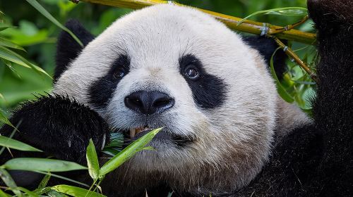 San Diego Zoo 1-Day Pass: Any Day Ticket Day Tours