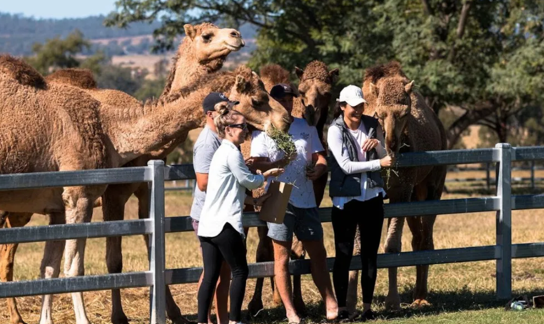 Summer Land Camel Farm Tour with Grazing Platter - HolidaySG