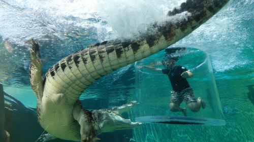 Crocosaurus Cove - HolidaySG