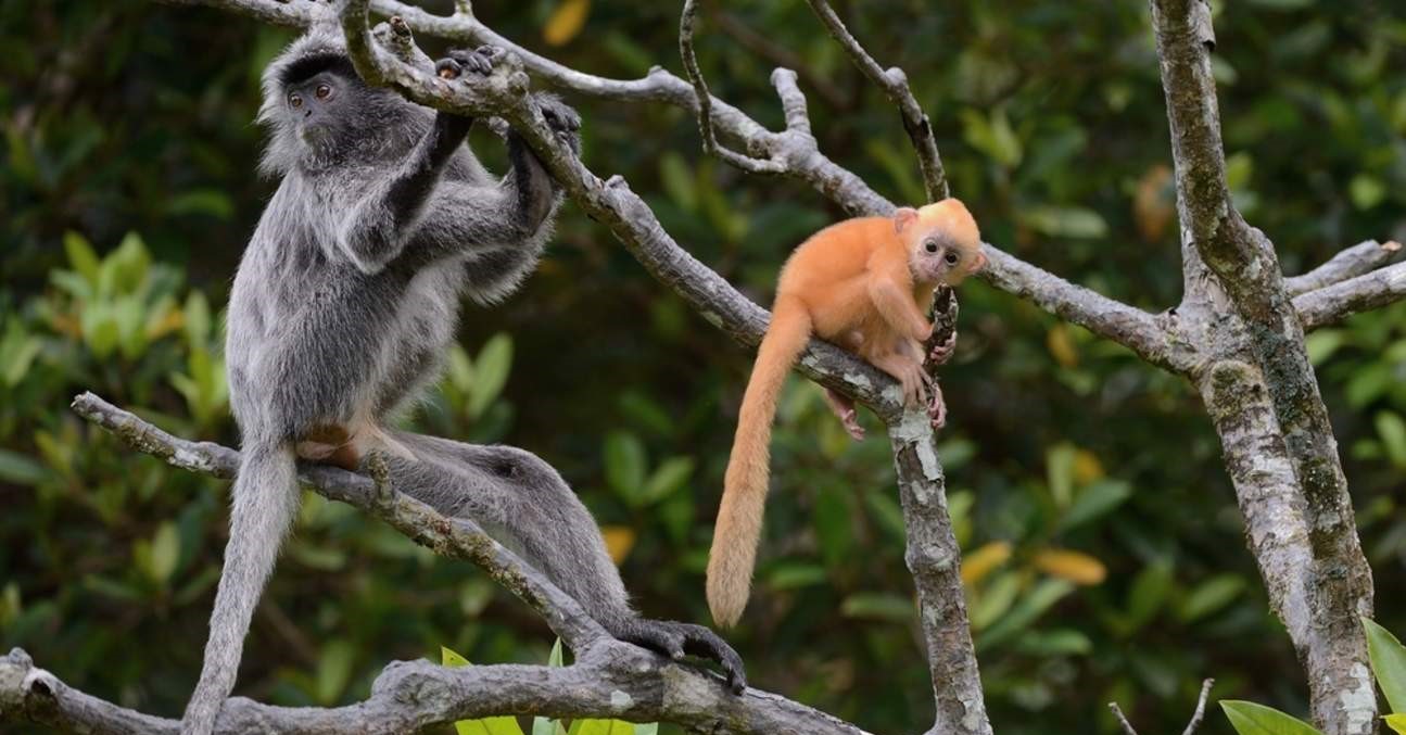 Klias River Proboscis Monkey & Fireflies Cruise (Fully Guided Tour) - HolidaySG