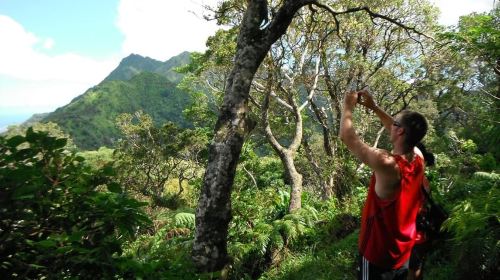 Honolulu: Hawaiian Volcanic Rainforest Hike Day Tours