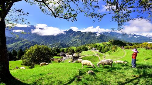 Qingjing Farm + Gaomei Wetlands One-Day Tour from Taichung | Limited-time offer Day Tours