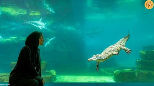 Dubai Crocodile Park tour with Transfers