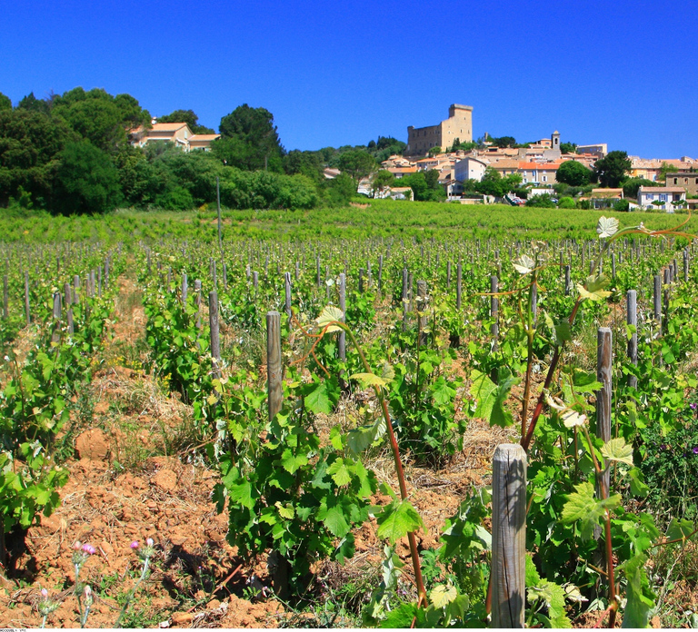 Avignon: Full-Day Wine Tour around Châteauneuf-du-Pape