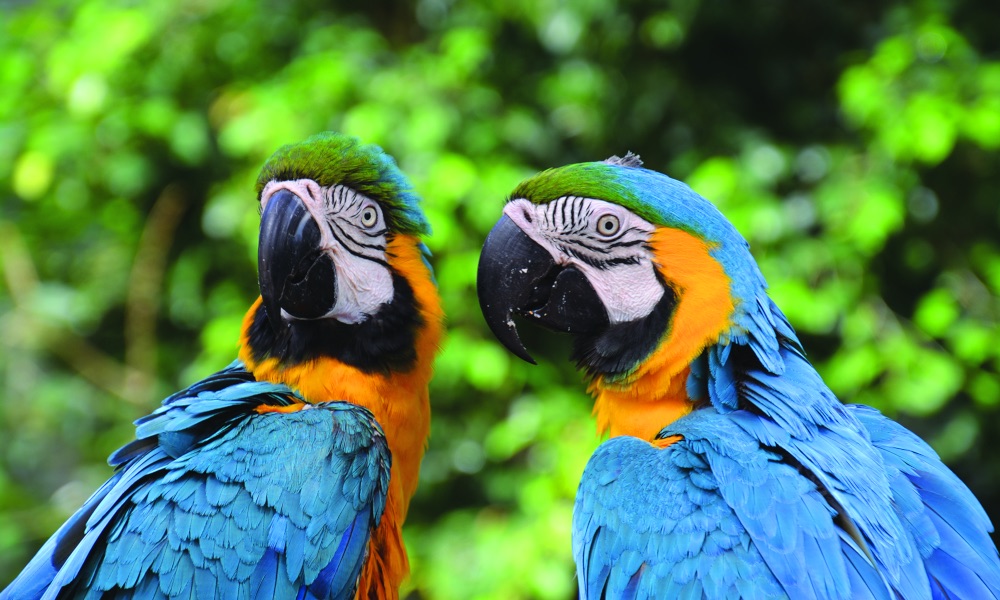 Birdworld Kuranda Entry Tickets - HolidaySG