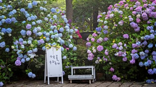 Busan Taejongdae Hydrangea X Songdo Sea cable car X Gamcheon Culture Village X Gwangalli Beach - HolidaySG