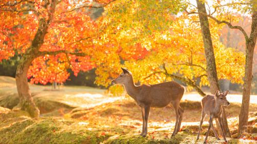 1-day tour from Osaka to Nara Park + Uji with deer feeding and matcha tasting Day Tours