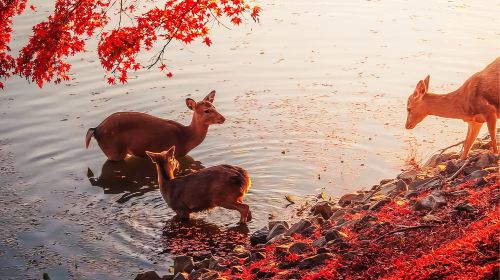 [Limited Time Offer] Osaka, Kyoto + Nara Park + Arashiyama + Fushimi Inari Taisha Day Tour Day Tours