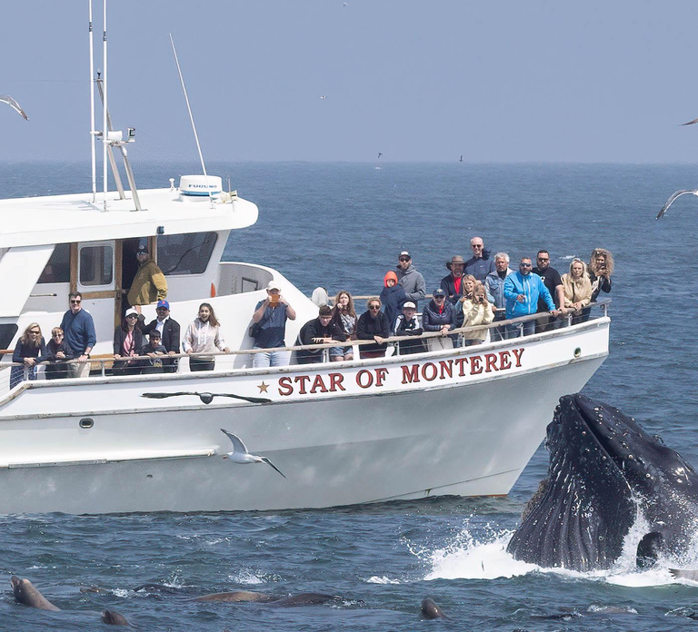 Monterey: Monterey Bay Dolphin and Whale Watching Boat Tour
