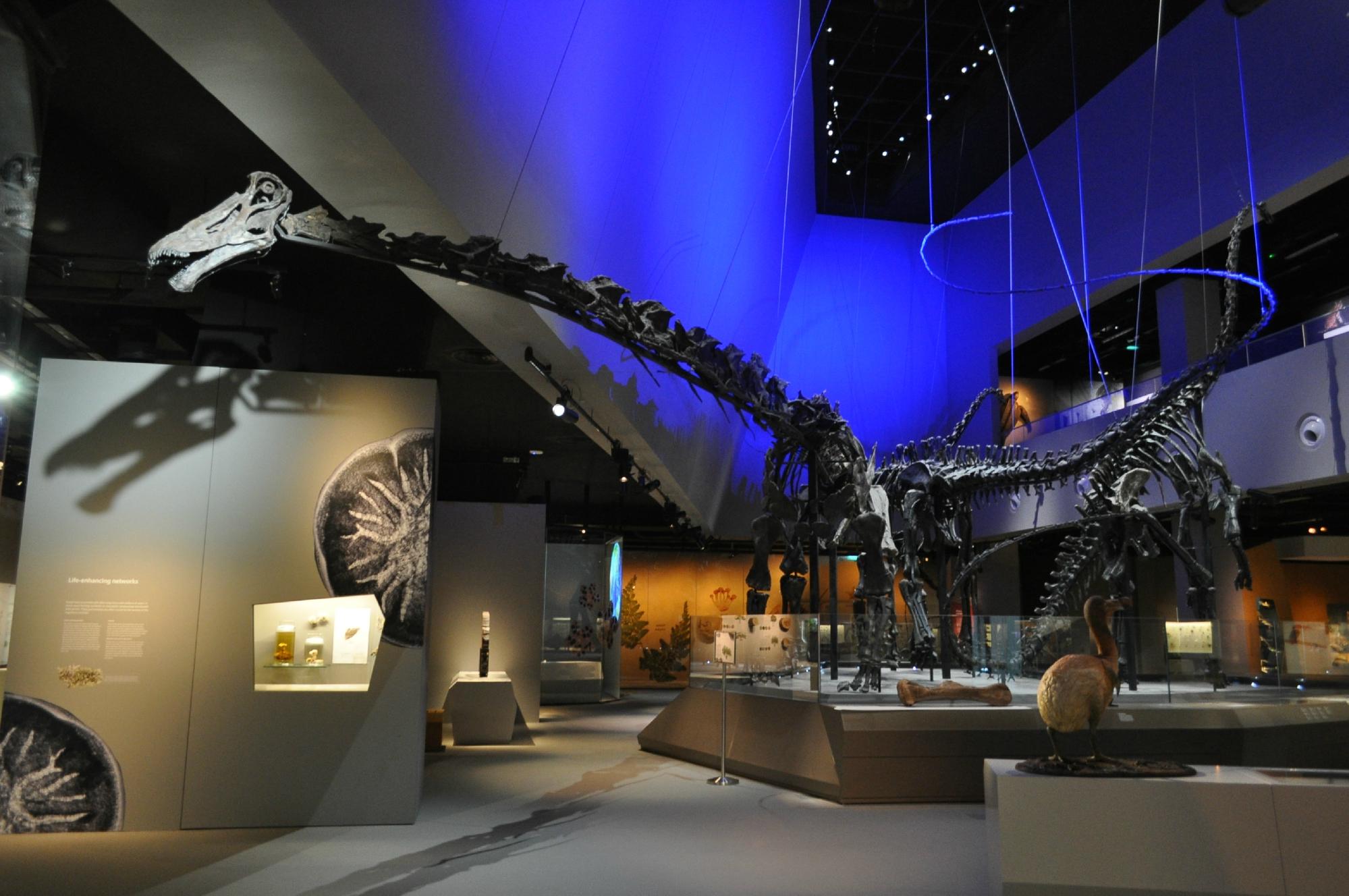 Lee Kong Chian Natural History Museum, Singapore - HolidaySG