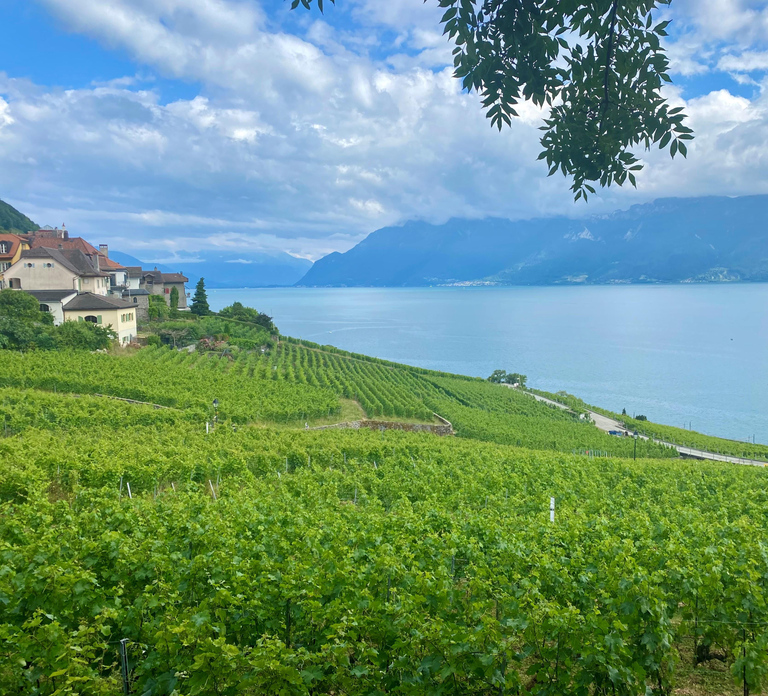 Gruyères & Lavaux Vineyard with Cheese & Wine | From Bern