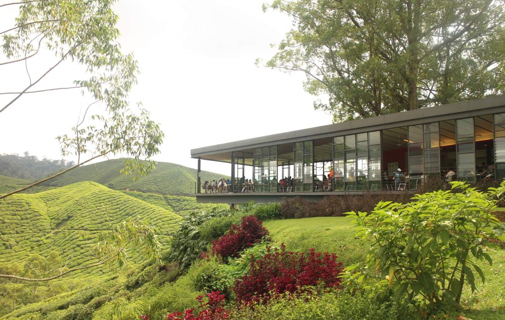 Cameron Highlands and Mossy Forest Half Day Tour - HolidaySG