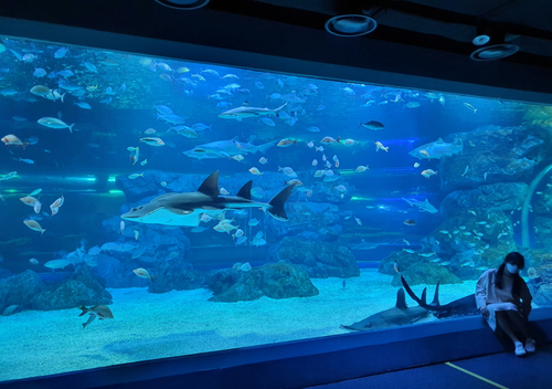 [Non-Korean] [Suwon] Gwanggyo Aqua Planet Discount Ticket
