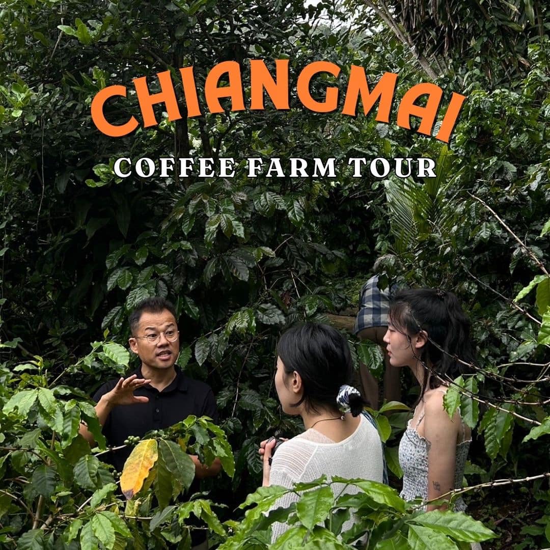 Chiang Mai Organic Coffee Farm Tour by ZEIT Roaster