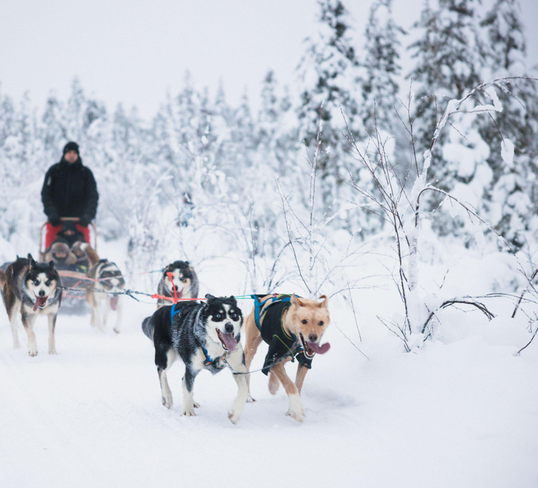 Rovaniemi: Self-Driving Husky Tour 7-kilometers