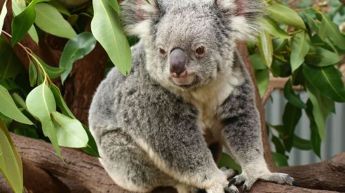 Melbourne: Murray River Paddle Steamer, Wine & Wildlife Tour