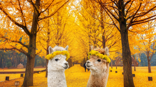 Alpaca World + Nami Island + Gangchon Railbike One Day Tour (From Seoul) Day Tours