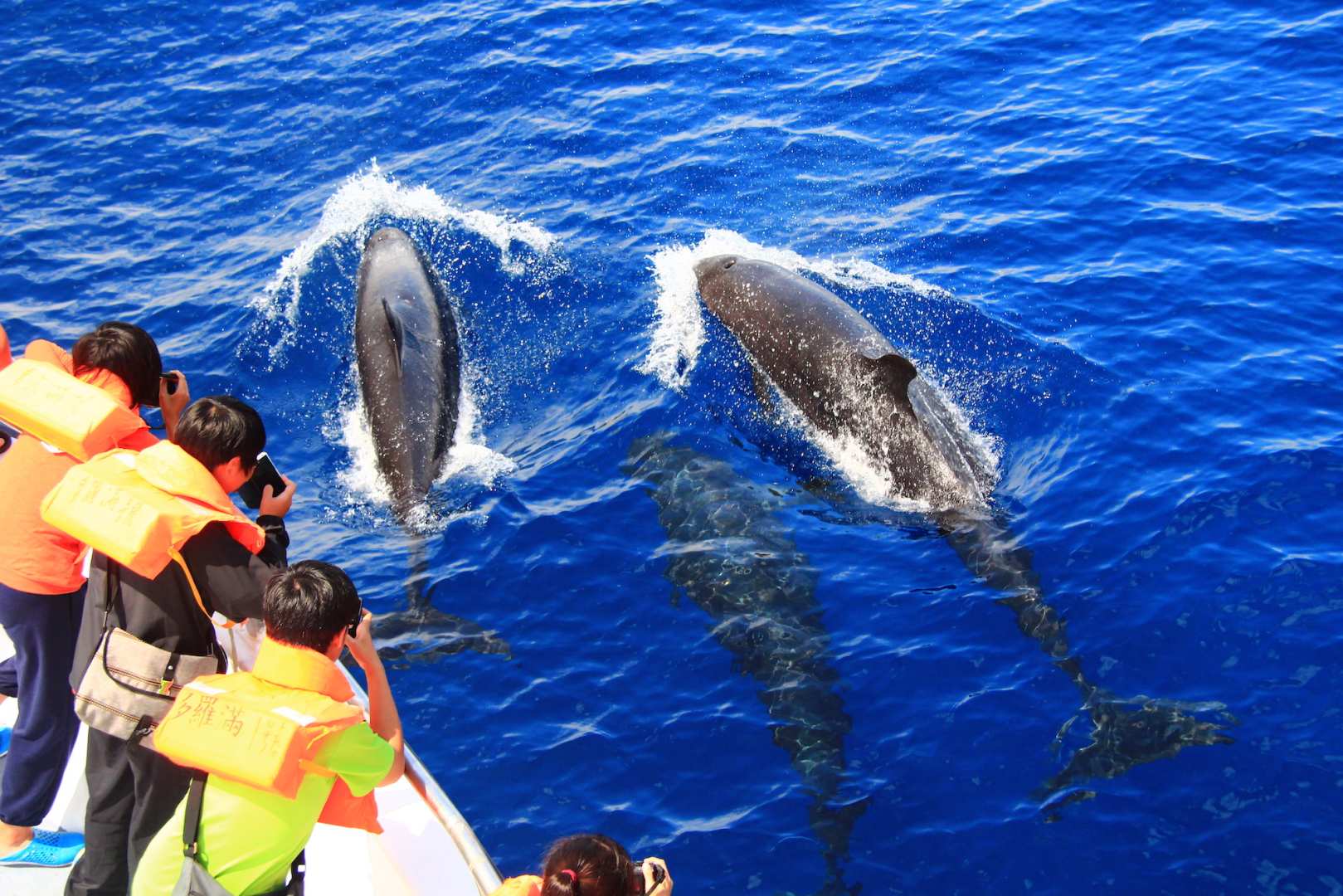 Taiwan Hualien Whale & Dolphin Watching Cruise with Transfer Service