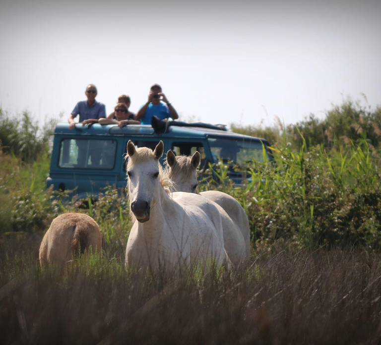 Aigues Mortes: Jeep Photo Safari in Camargue