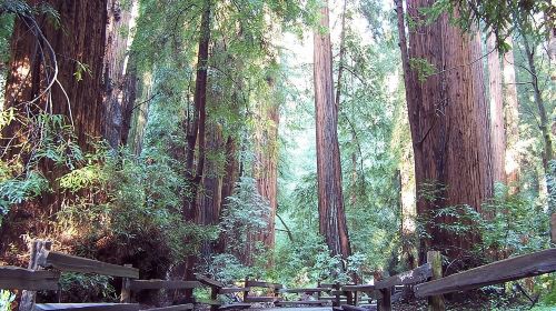 From San Francisco: Guided Tour to Muir Woods Coastal Redwoods Day Tours
