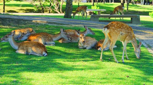 Nara Park, Katsuo-ji, and Arashiyama 1-day tour Day Tours