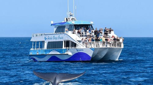 Guided Whale Watching Tour from Long Beach Day Tours
