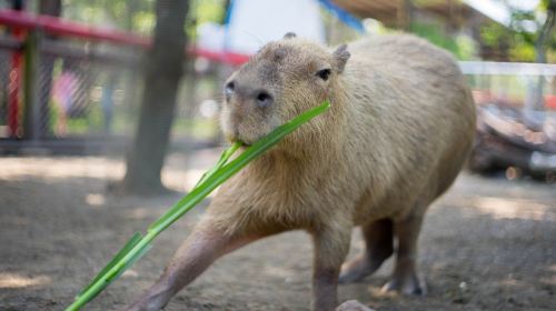Wanpi World Zoo