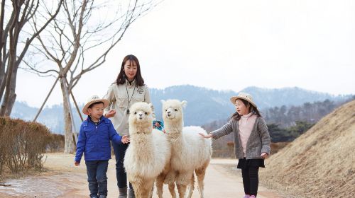 Gyeonggi-do|Alpaca World x Nami Island x Garden of Morning Calm Day Tours