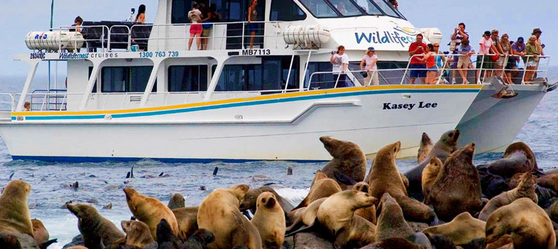 Phillip Island Seal Watching Cruise - HolidaySG