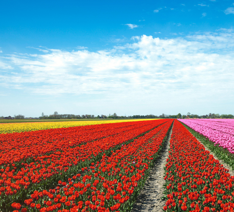 From Amsterdam: Tulip Fields of Holland Tour