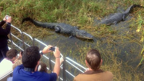 Florida Everglades Airboat Tour and Wild Florida Admission with Optional Lunch Day Tours
