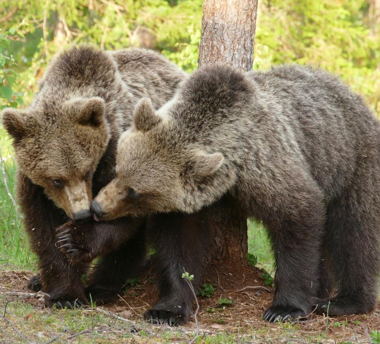 Suomussalmi, Finland: Bear Watching and photography night