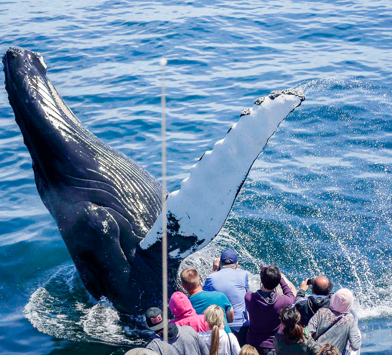 Boston: City Cruises Whale Watching Cruise