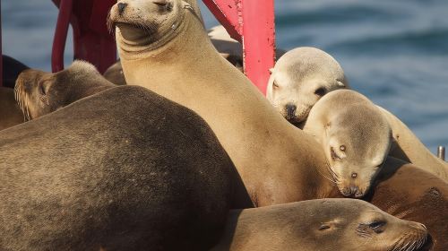 Long Beach: Sightseeing Harbor Cruise Day Tours