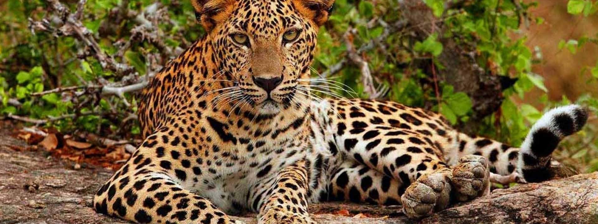 Yala National Park Safari Experience from Mirissa