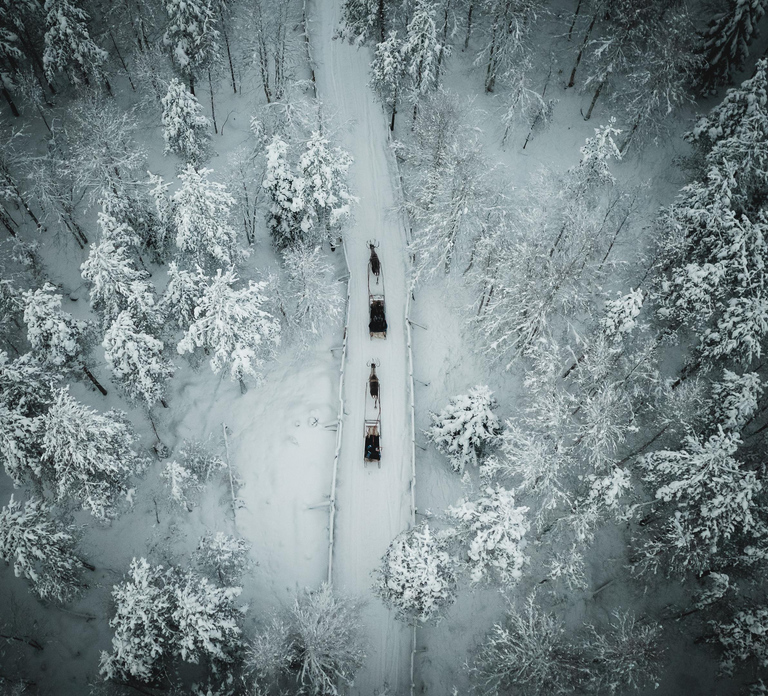 Rovaniemi: Daytime Reindeer Sleigh Ride - 1,5 km