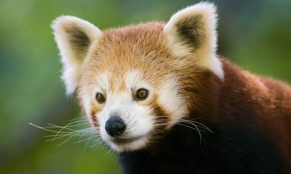 Mogo Wildlife Park Entry Tickets - HolidaySG