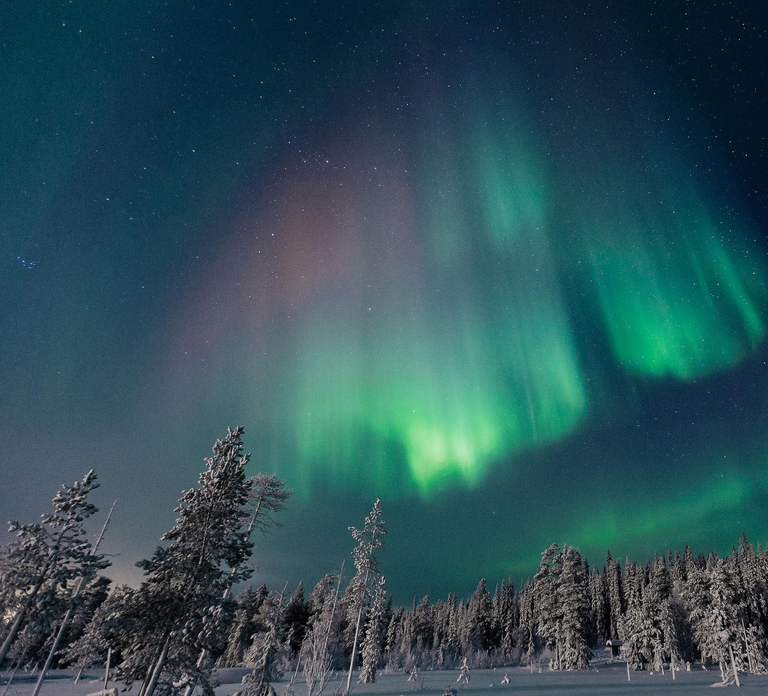 Rovaniemi: Aurora Hunting Tour in the Forest with Hot Drinks