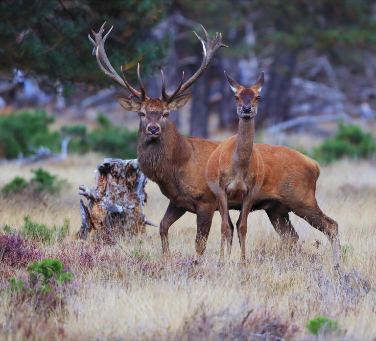 Otterlo: De Hoge Veluwe National Park Entry Ticket