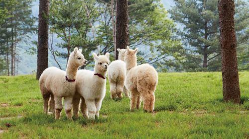 Chuncheon + Nami Island Day Tour (Alpaca World/Petite France/Alpaca World) Day Tours
