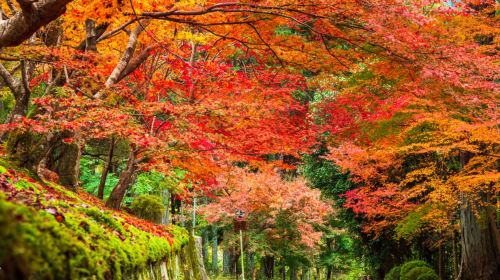 Kyoto| Chinese guide buided commentary | Small group of 9 people|Amanohashidate and Ine Funaya 1-day tour Day Tours
