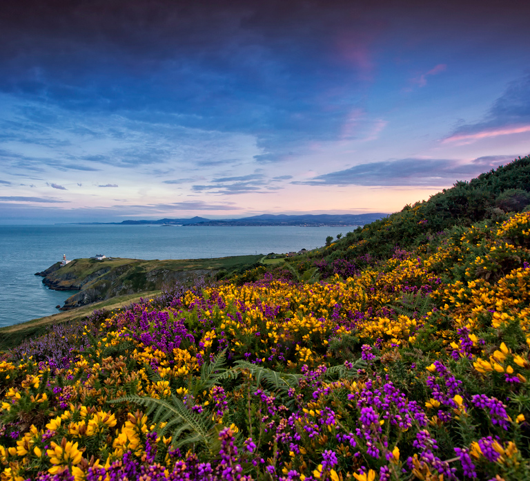 From Dublin: Half-Day Guided Coastal Tour to Howth Village
