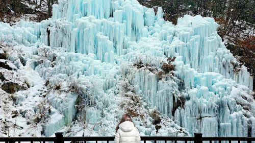 Winter exclusive|Alpaca World X Nami Island X Five-Color Starlight Garden Exhibition at Garden of Morning Calm Day Tours