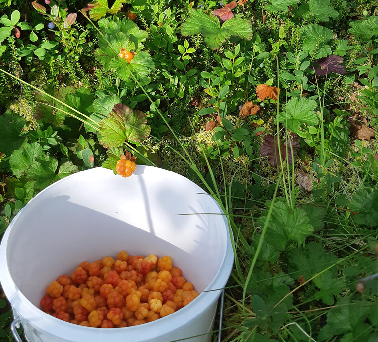Levi: Berry Picking - Superfoods from Nature