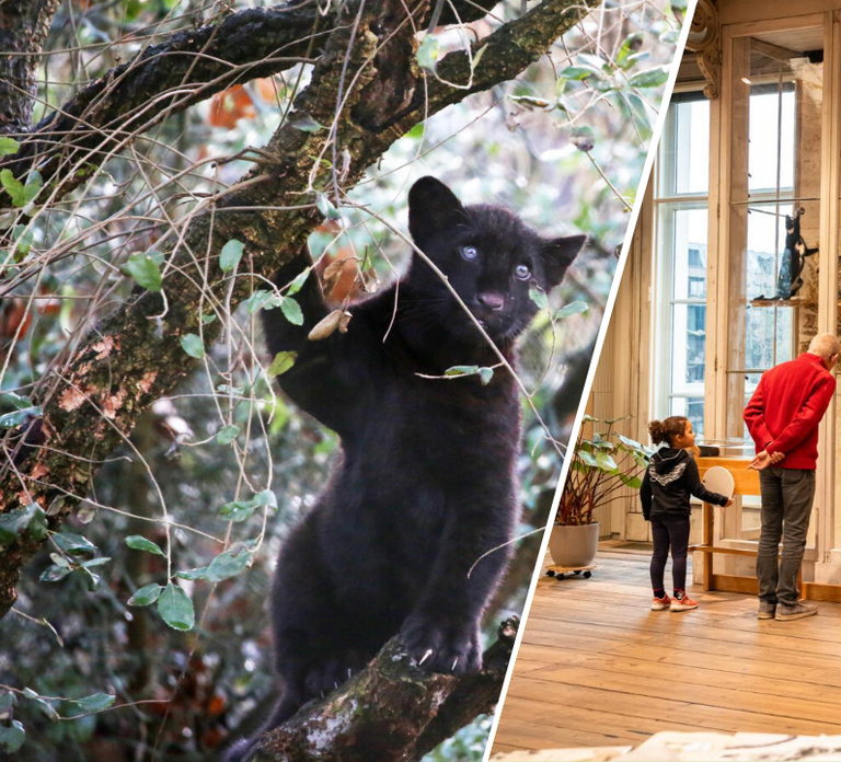 Amsterdam: ARTIS Royal Zoo and ARTIS Groote Museum Ticket