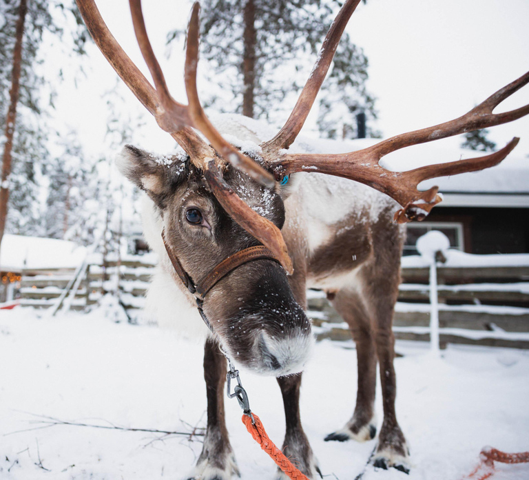 Rovaniemi: Snowmobile Tour and Reindeer Experience