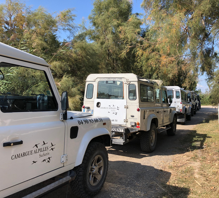 From Arles: Half-Day 4x4 Camargue Safari