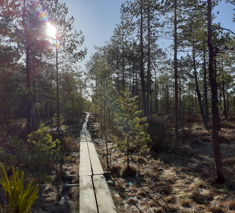 Lahti: Guided Nature Walk The Heart of The Swamp