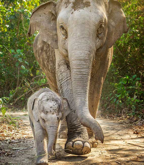Elephant Jungle Sanctuary - Pattaya