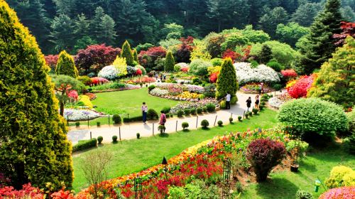 Little Italy + Nami Island + Petite France + Garden of Morning Calm Day Tours